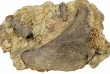 Hadrosaur (Edmontosaurus) Bone & Tendons in Sandstone - Wyoming #265759-2